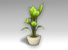 Leafy Green Plant.png