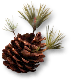 Ancient Tree Fruit.png