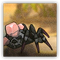Mutant Rock Spider sprite.png