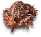 Crabshell Rice.png
